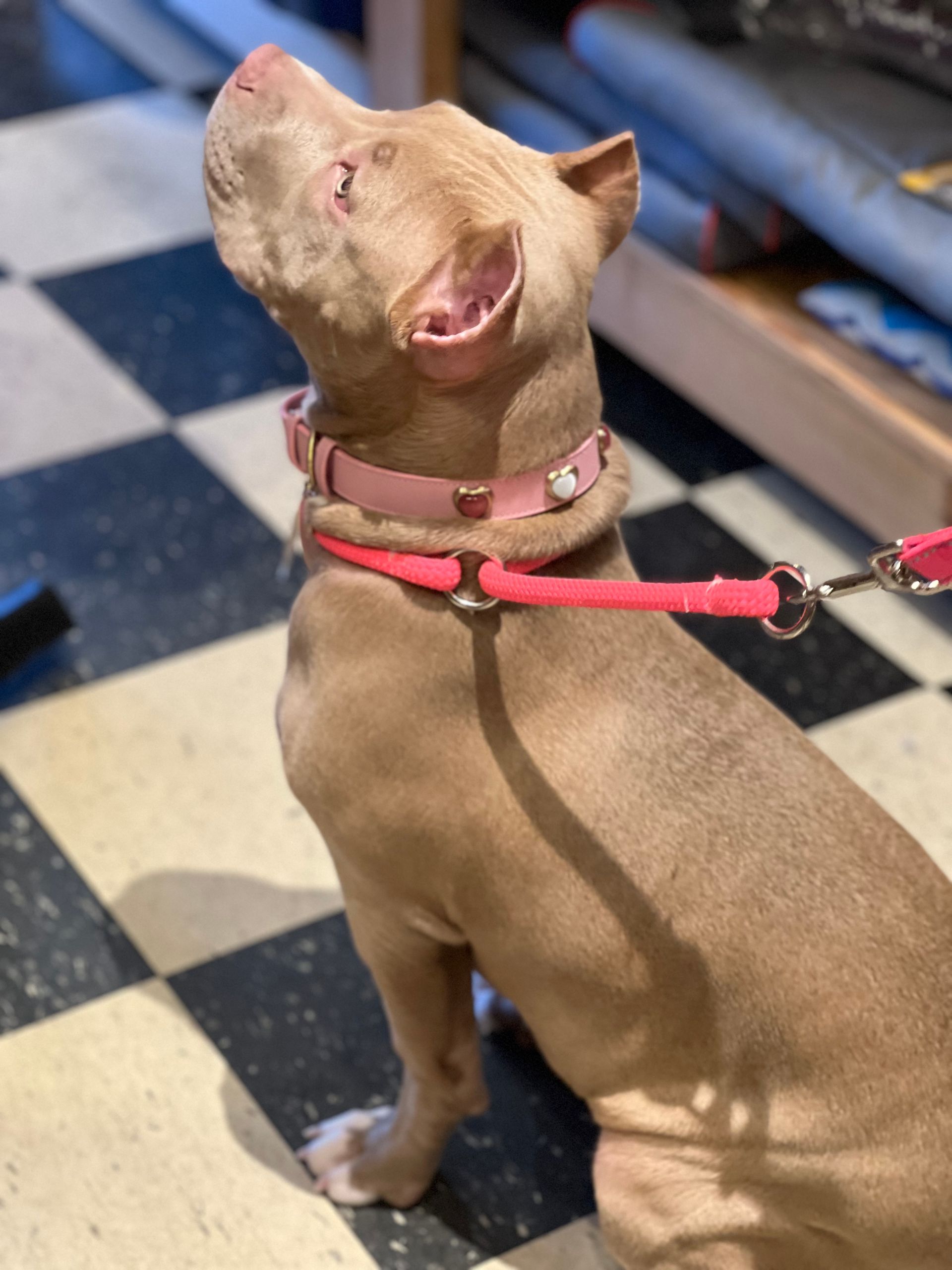 Gallery The Pet Store Next Door