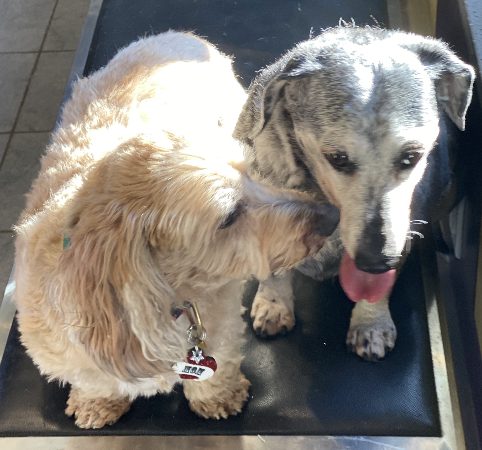 Gallery The Pet Store Next Door