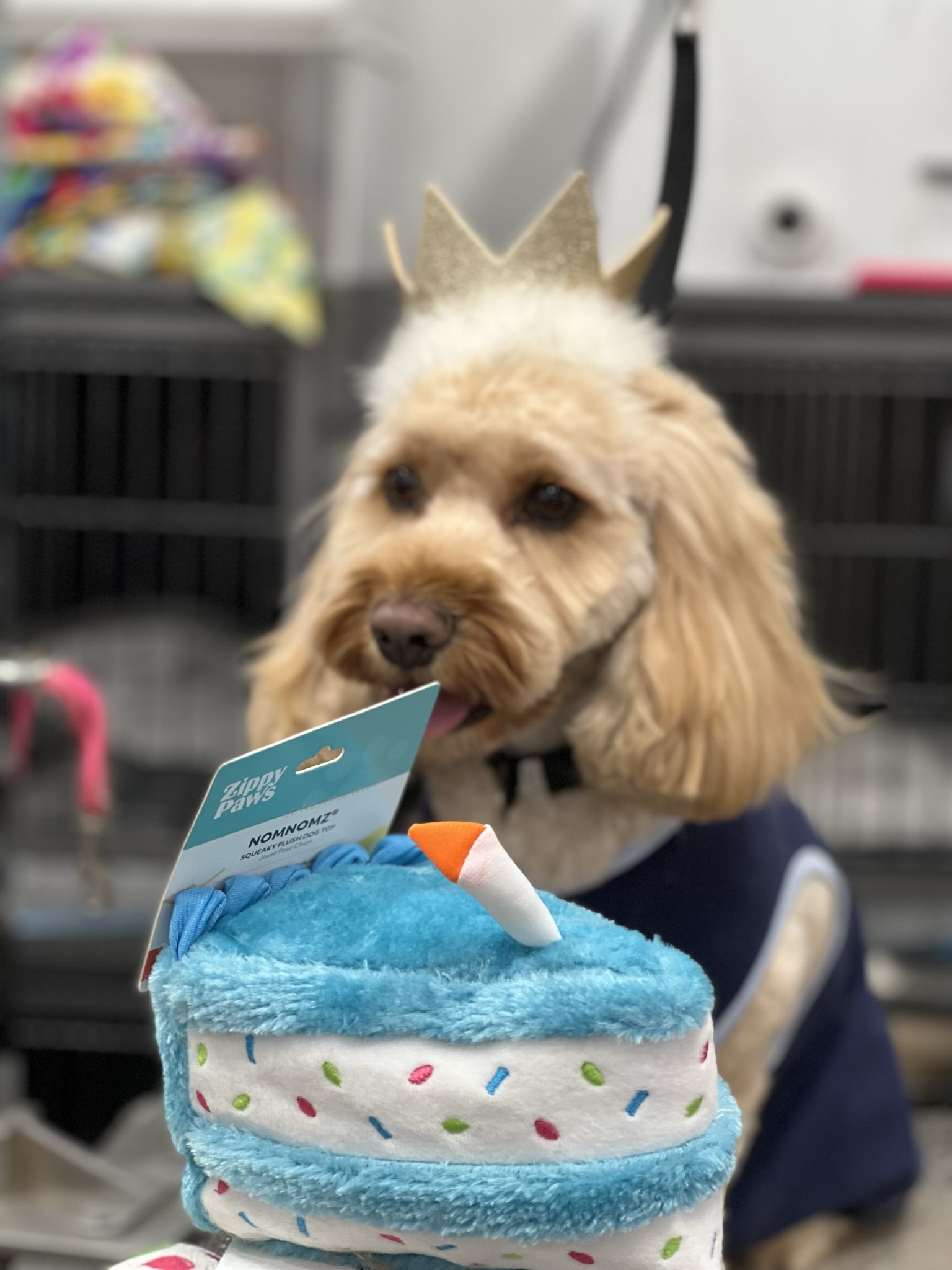 Gallery The Pet Store Next Door