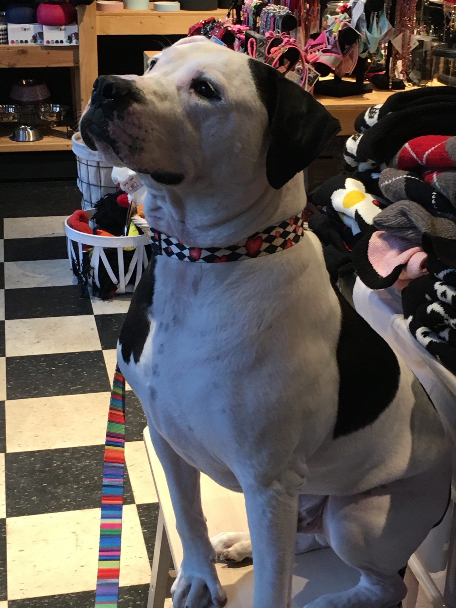 Gallery The Pet Store Next Door