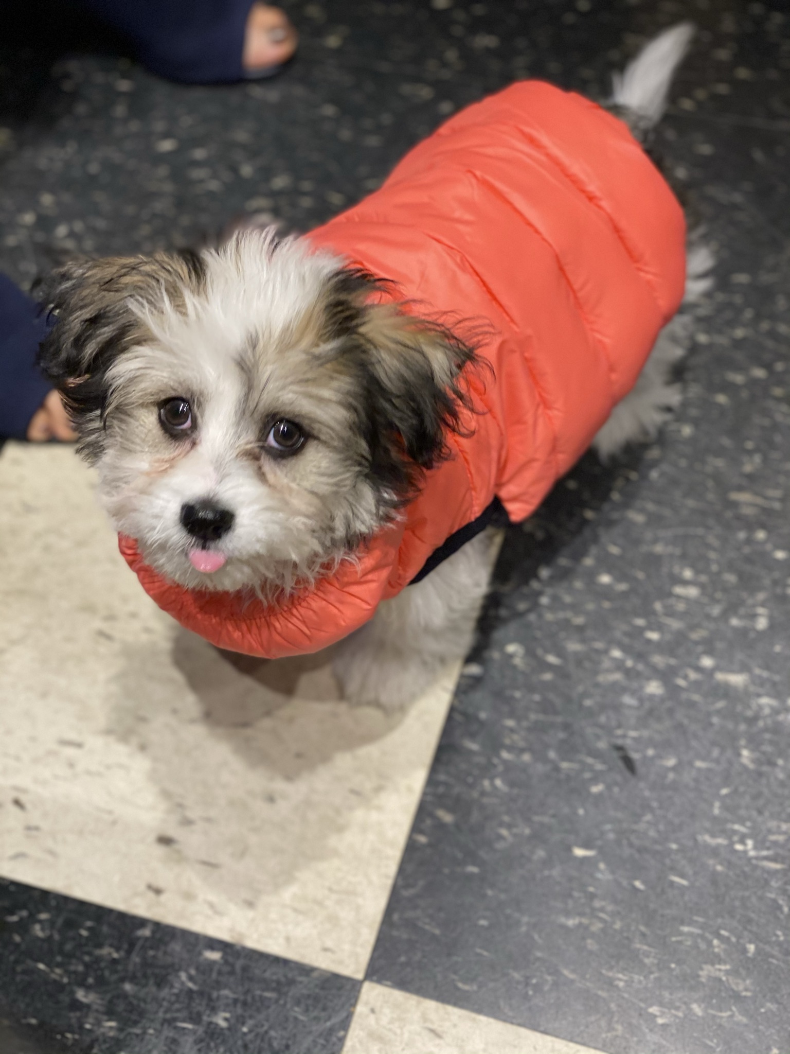 Gallery The Pet Store Next Door