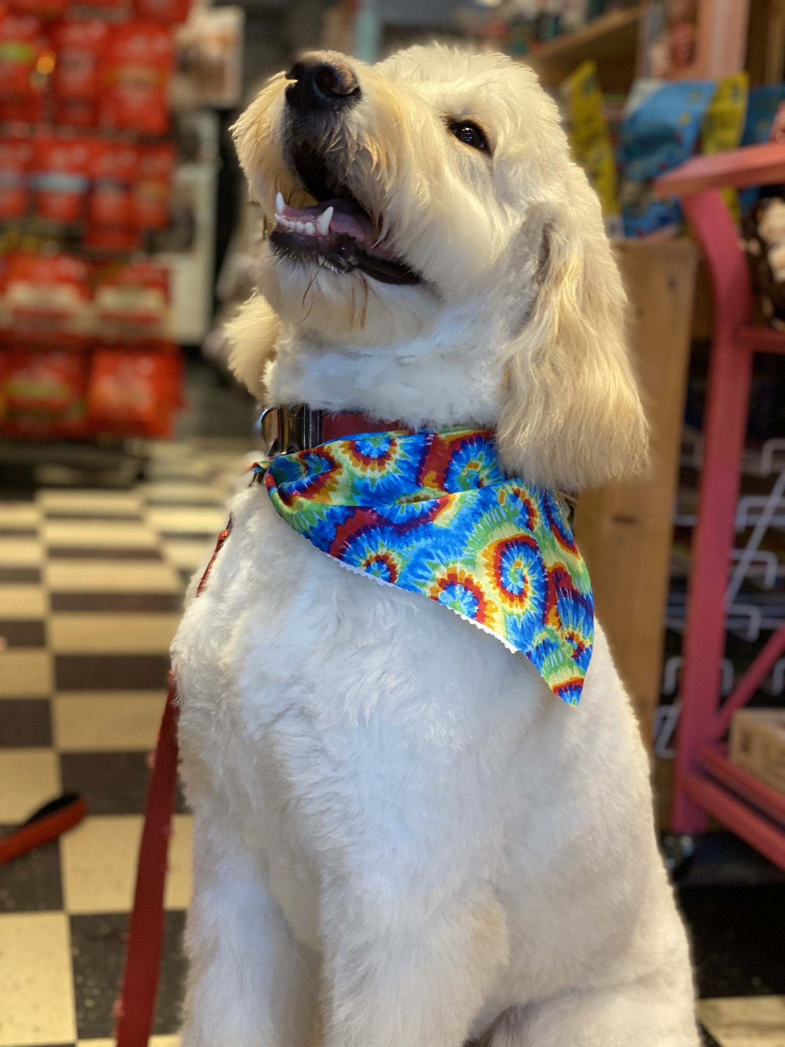 Gallery The Pet Store Next Door