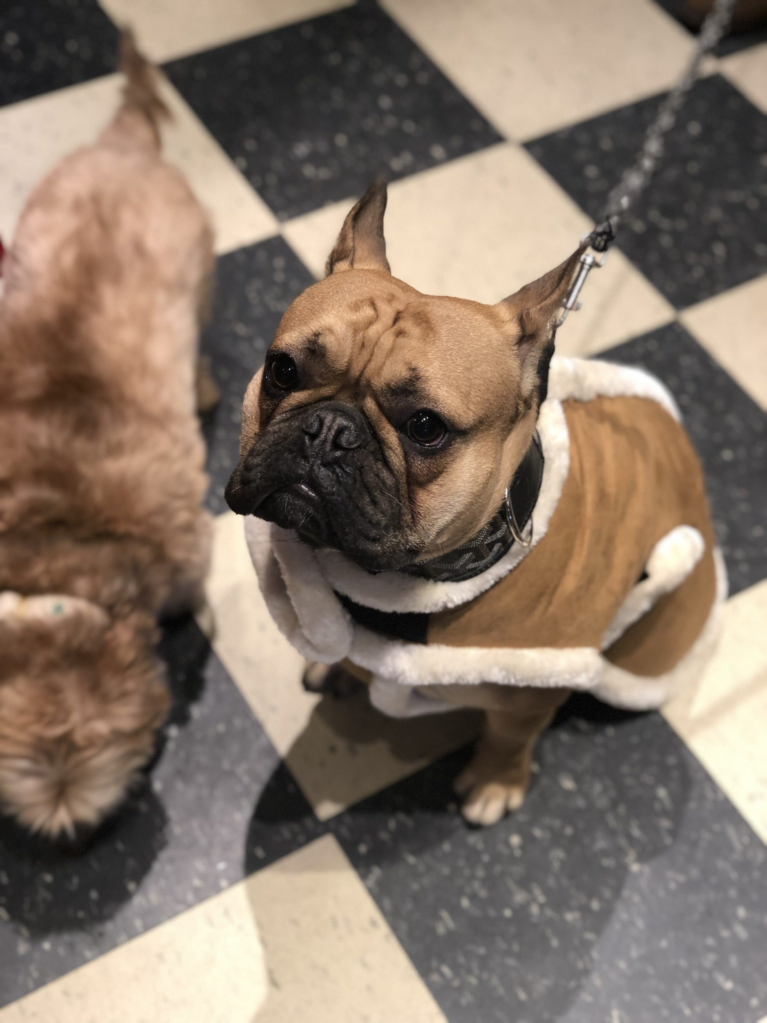 Gallery The Pet Store Next Door