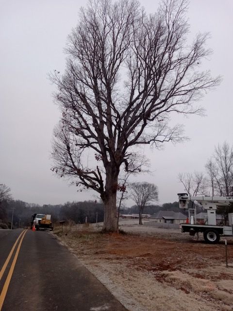 Trimming & Removal | Affordable Tree Service | Northwest Alabama