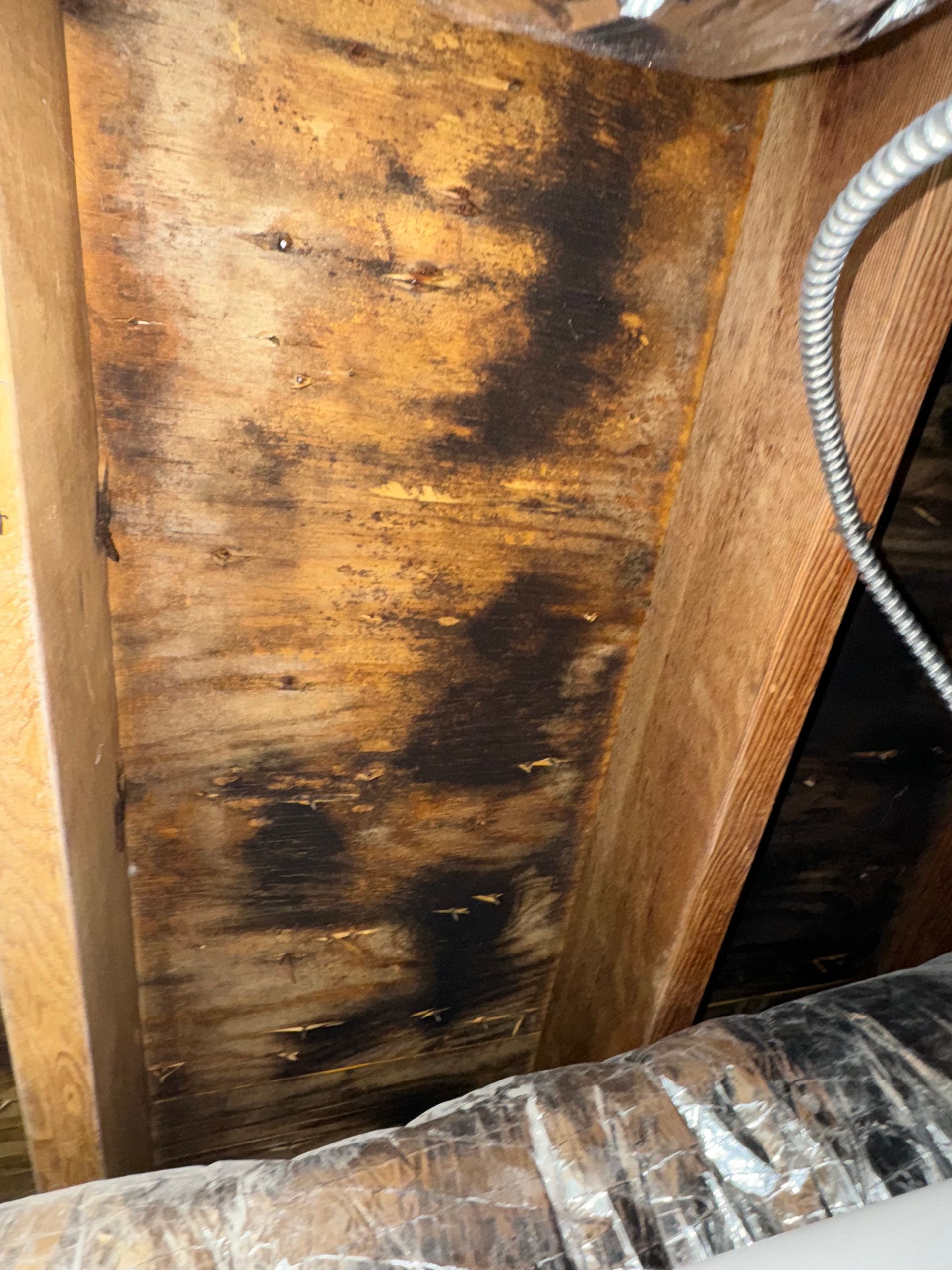 Mold growth on wood framing in an attic. Dark, blotchy stains cover the wood, with a flexible duct visible.