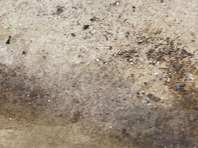 Close-up of a dirty, mottled concrete surface with dark brown and black debris scattered across it.