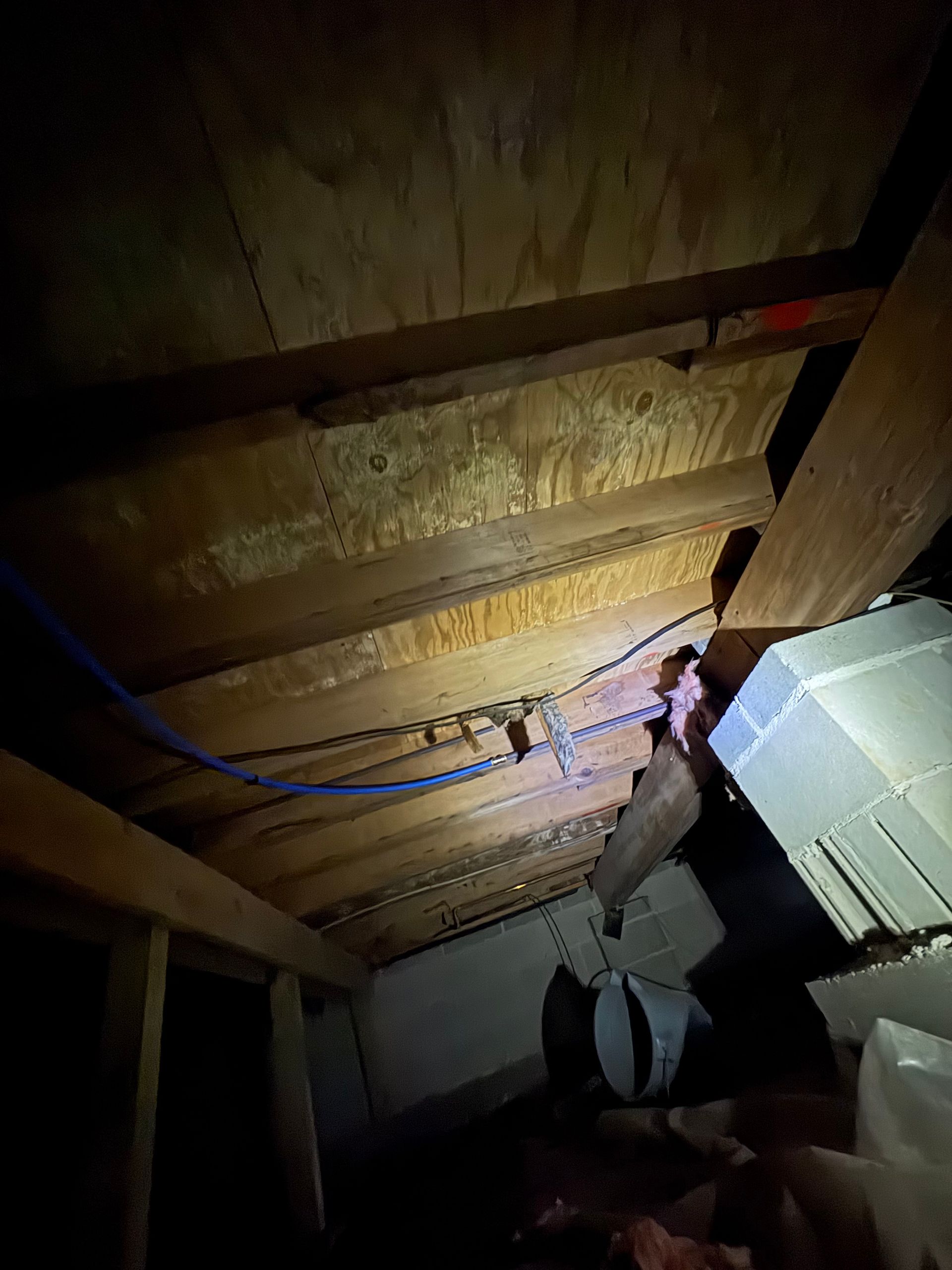 View from below, looking up at wooden beams, insulation, and a blue cable in a dim attic space.