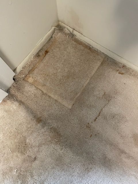 Corner of a room with stained tan carpet against white walls and baseboards.