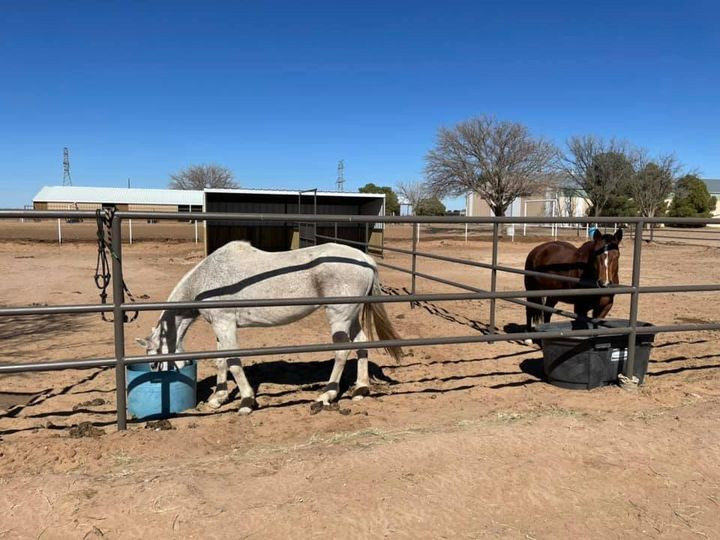 4C Stables Inc Horse Boarding Facility Midland, TX