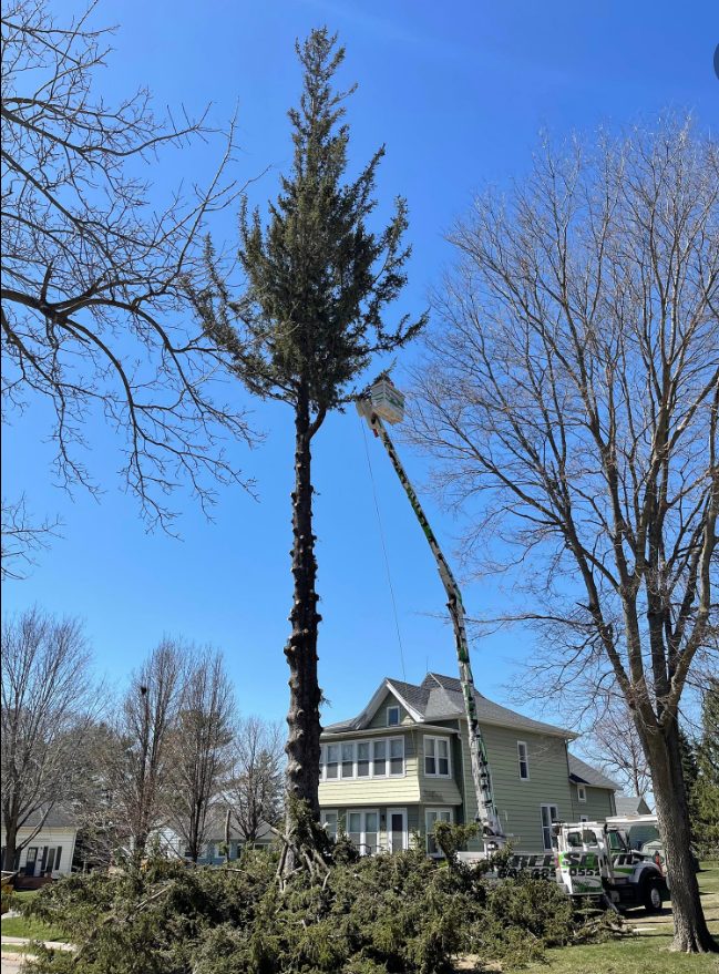 Project Gallery Top Notch Tree Service Inc