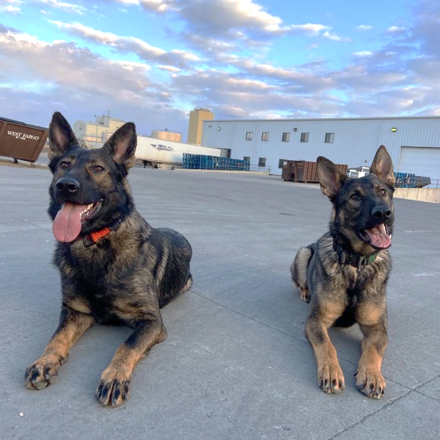 Sheyenne River Kennels Photo Gallery West Fargo, ND