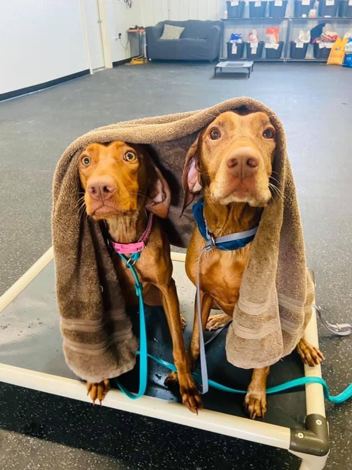 Sheyenne River Kennels Photo Gallery West Fargo, ND