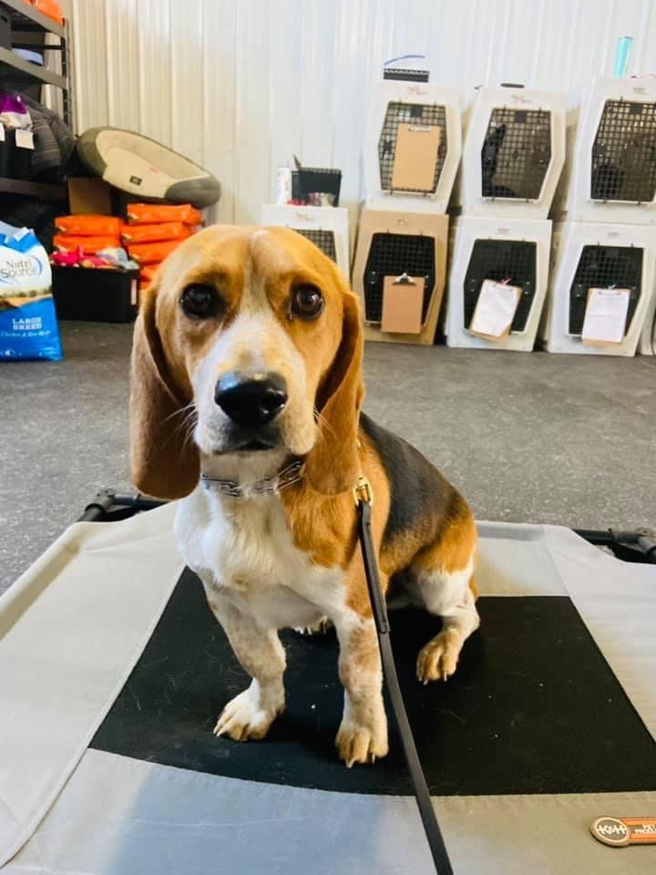 Sheyenne River Kennels Photo Gallery West Fargo, ND