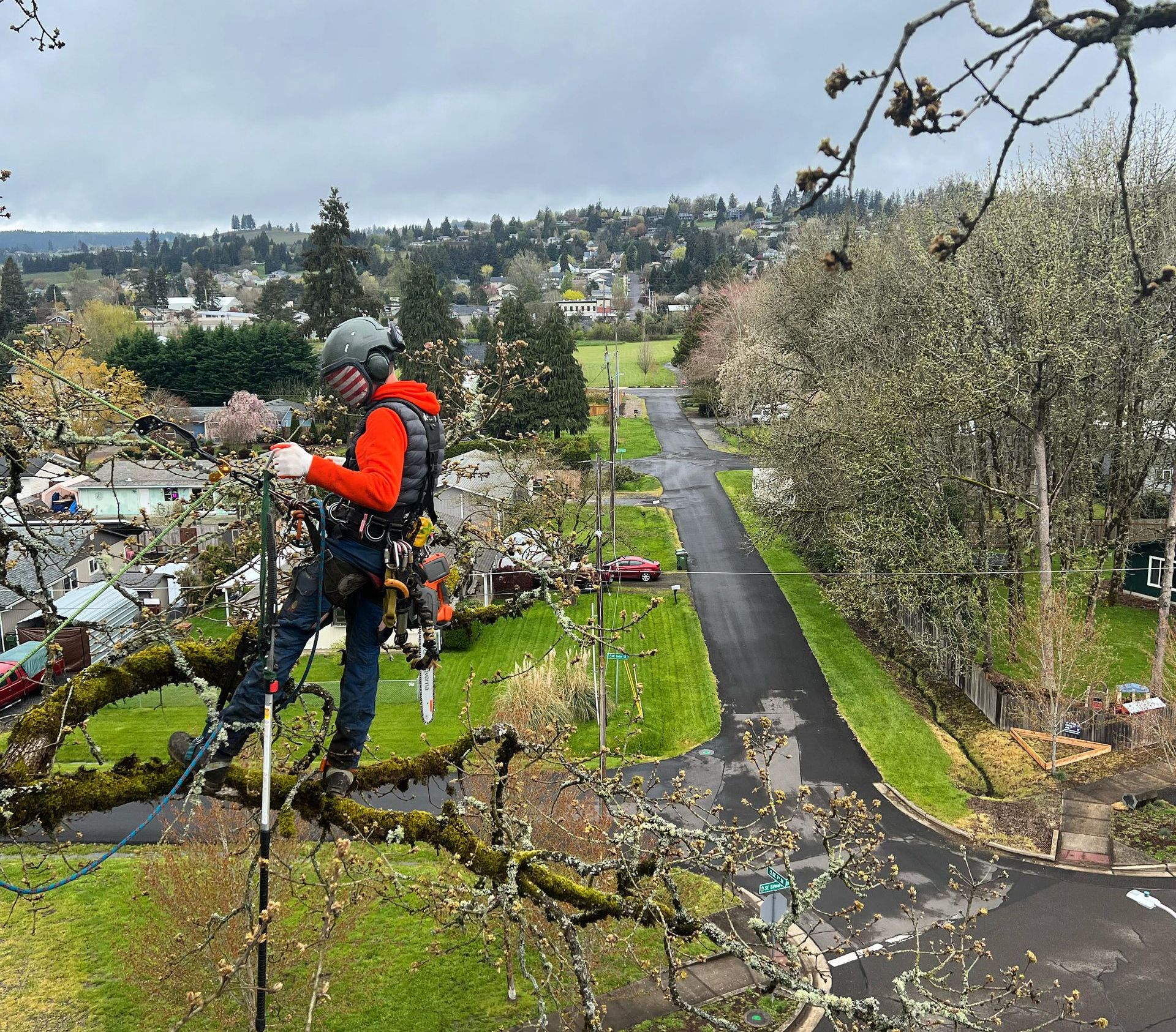Tree Services Urban Arbor Care LLC Eugene, OR