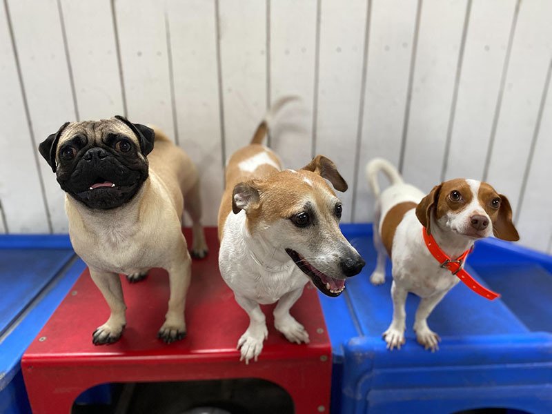 Pet Gallery Riverwalk Pet Resort