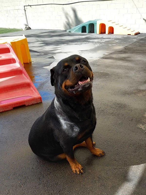 Pet Gallery Riverwalk Pet Resort