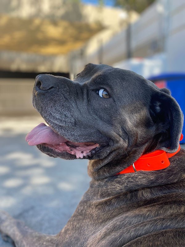 Pet Gallery Riverwalk Pet Resort