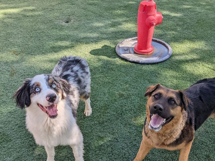 Boarding and Grooming Riverwalk Pet Resort Riverside, CA