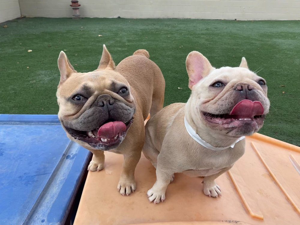 Boarding and Grooming Riverwalk Pet Resort Riverside, CA