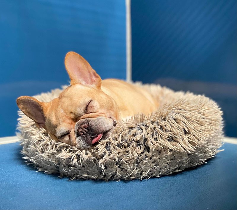 Boarding and Grooming Riverwalk Pet Resort Riverside, CA