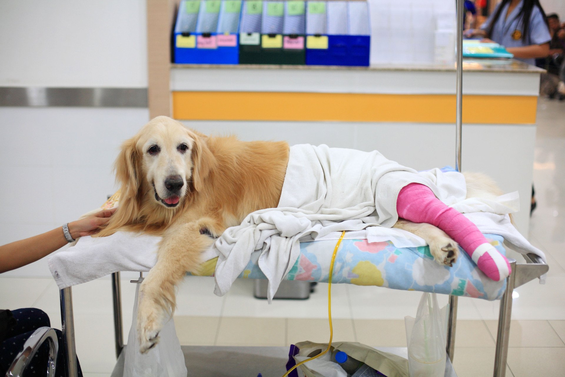 Should You Visit an Animal Hospital or a Clinic?