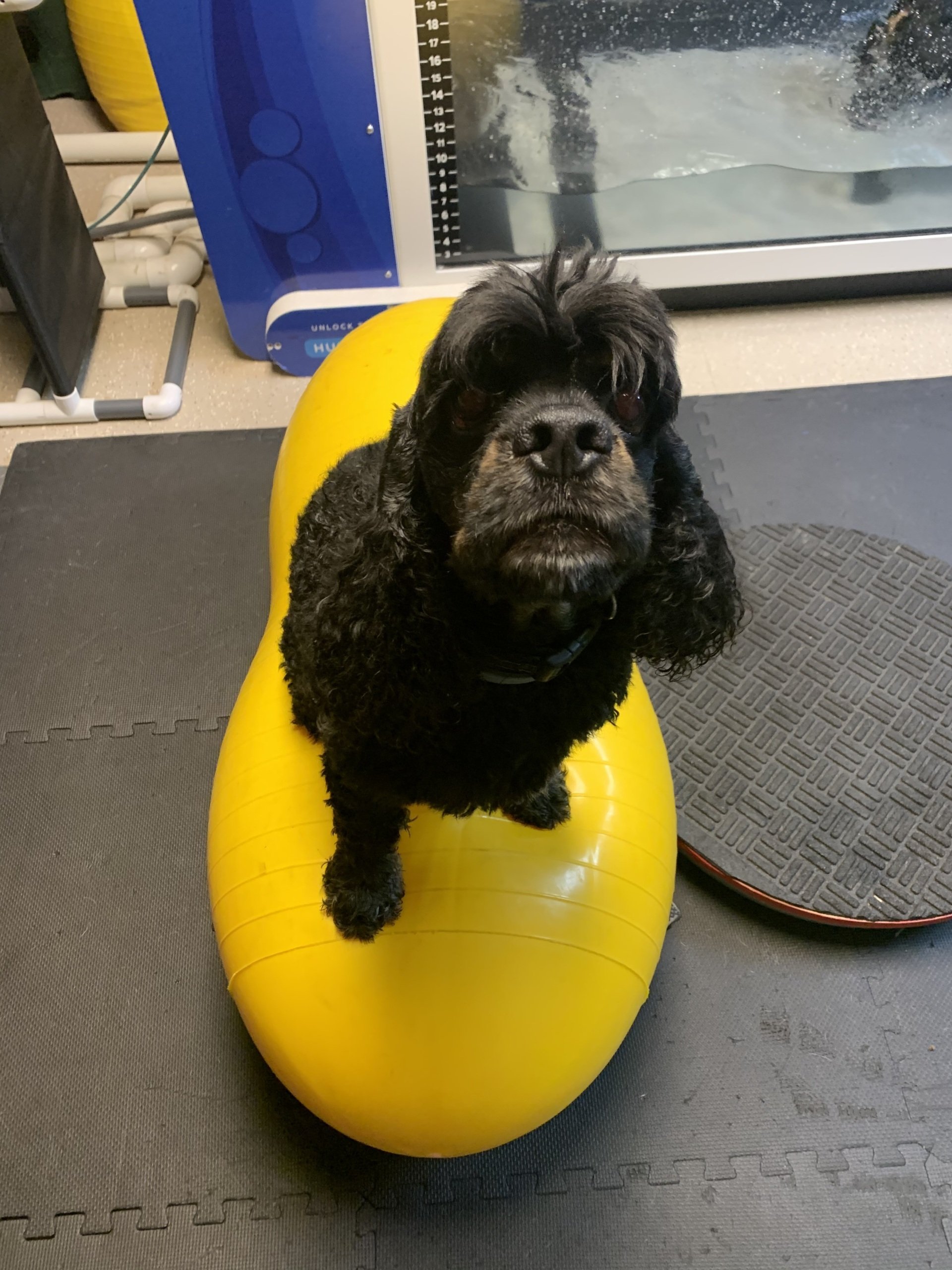 West Toledo Animal Hospital Photo Gallery Toledo, OH