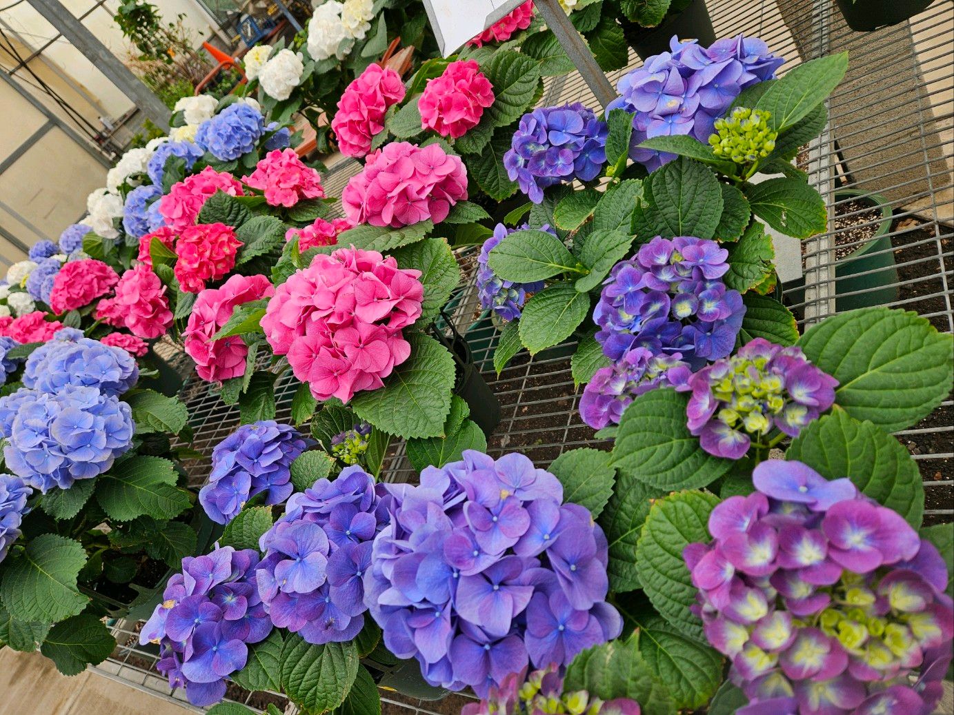 Bell Nurseries Inc Greenhouse North Haven, CT