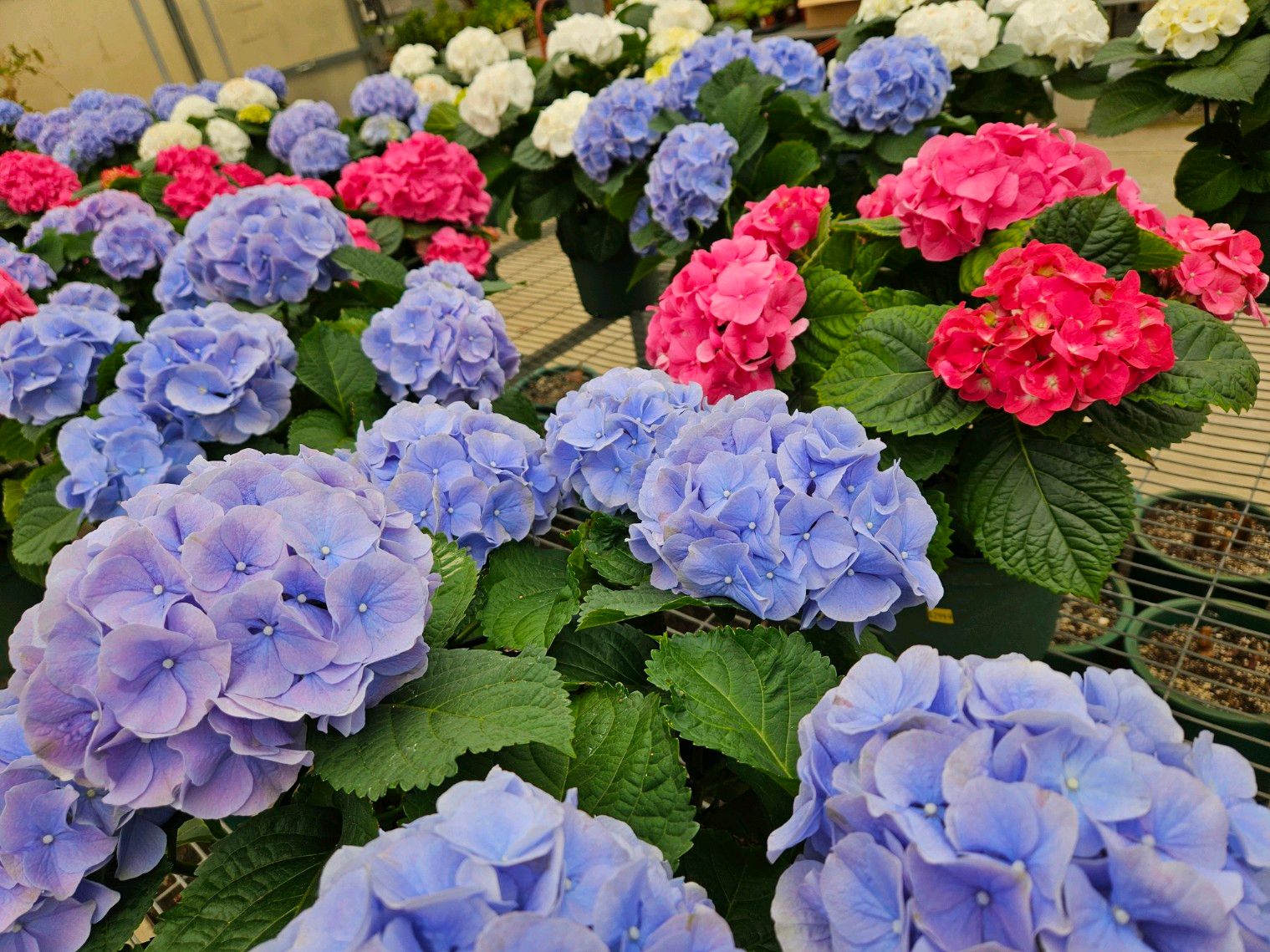 Bell Nurseries Inc Greenhouse North Haven, CT