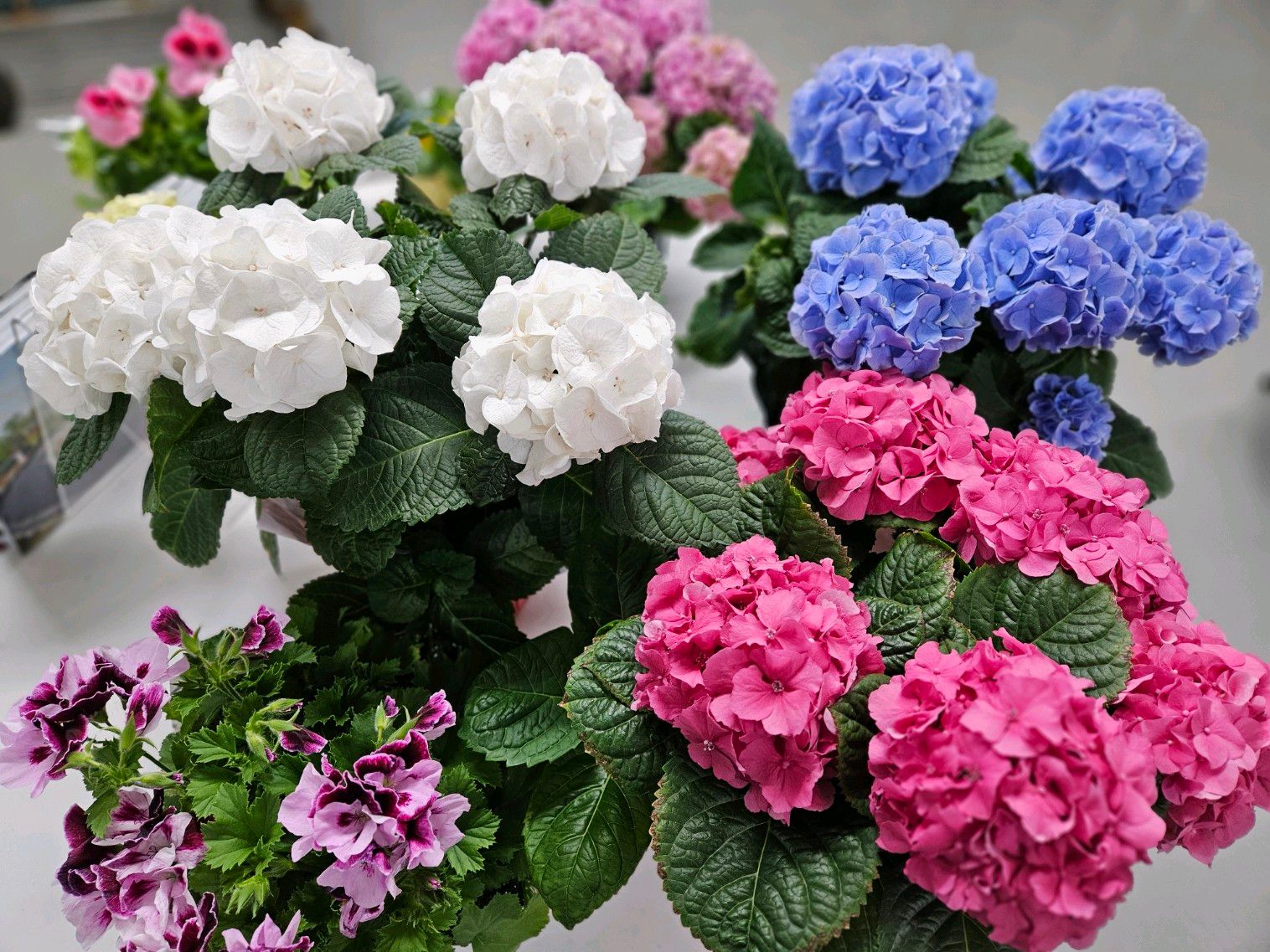 Bell Nurseries Inc Greenhouse North Haven, CT