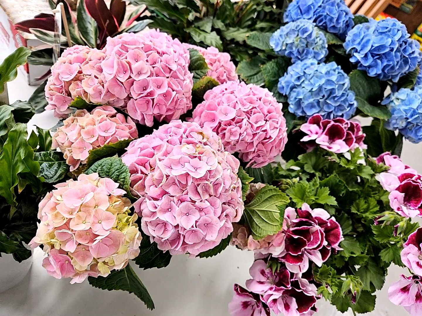 Bell Nurseries Inc Greenhouse North Haven, CT