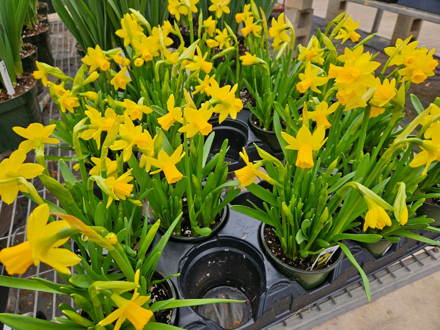 Bell Nurseries Inc Greenhouse North Haven, CT