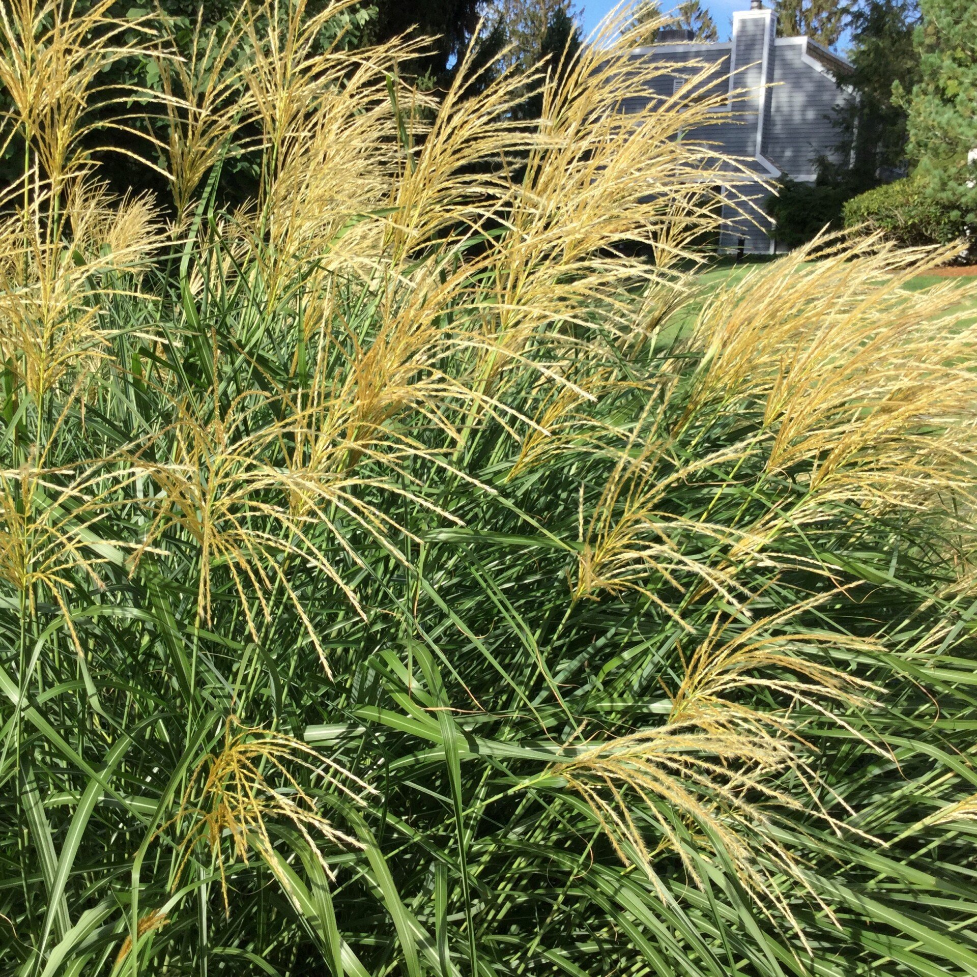 Bell Nurseries Inc Photo Gallery North Haven, CT