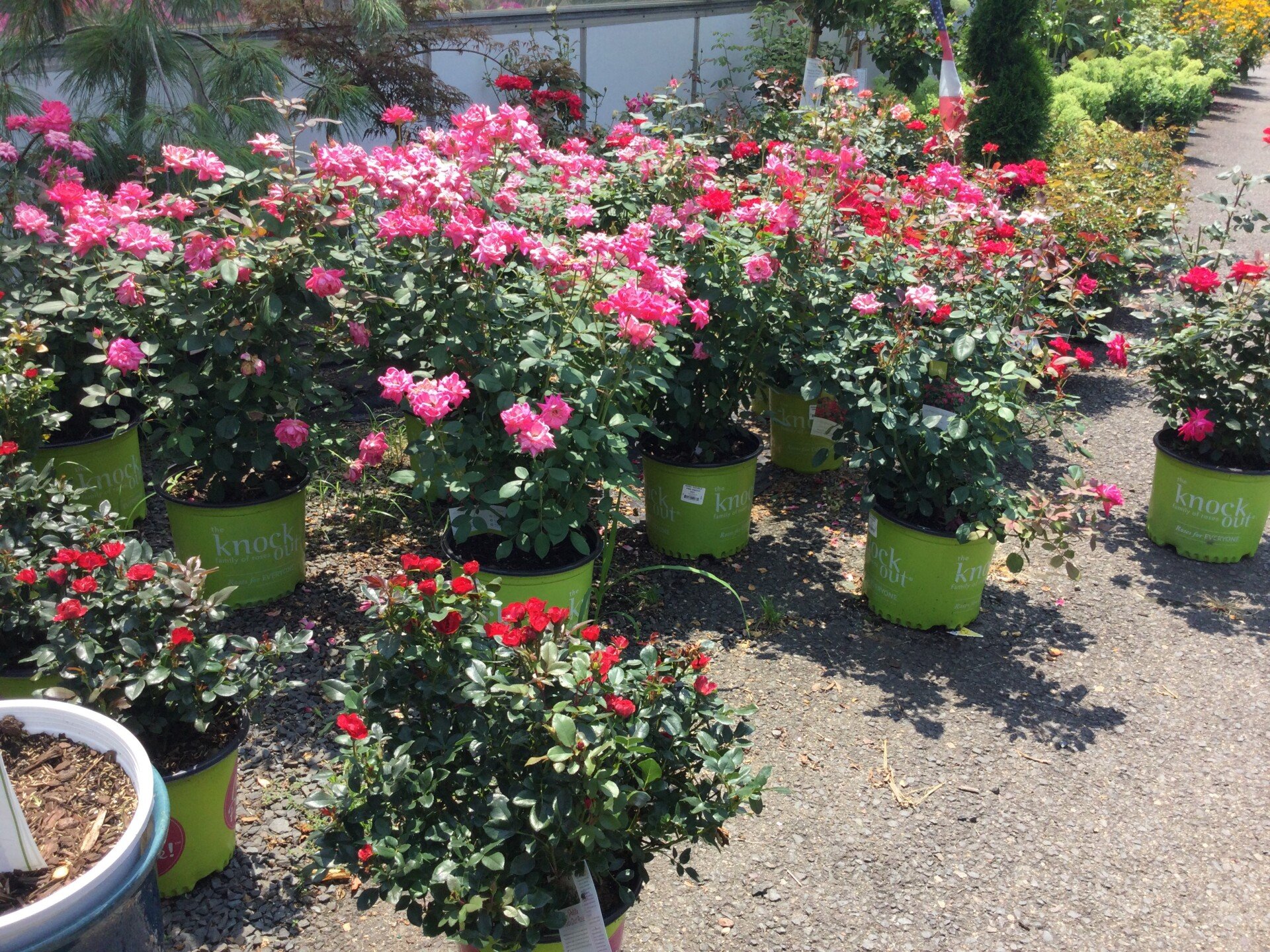 Bell Nurseries Inc Photo Gallery North Haven, CT