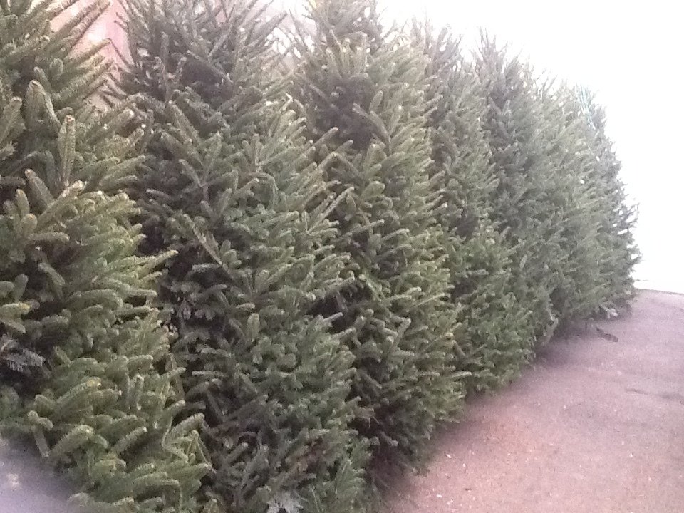 Bell Nurseries Inc Greenhouse North Haven, CT