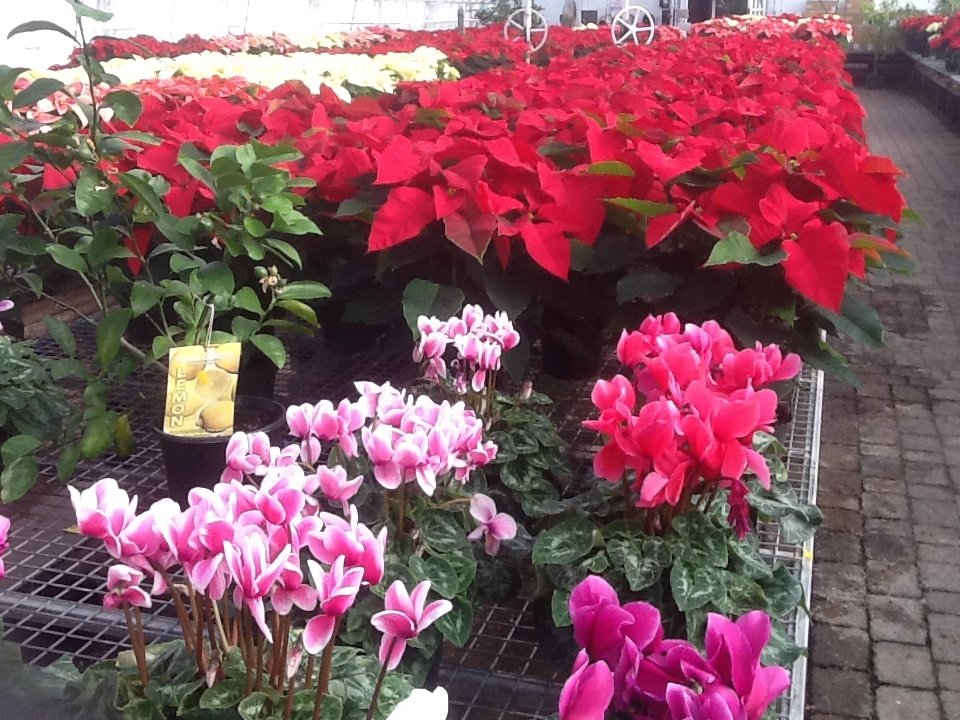 Bell Nurseries Inc Greenhouse North Haven, CT