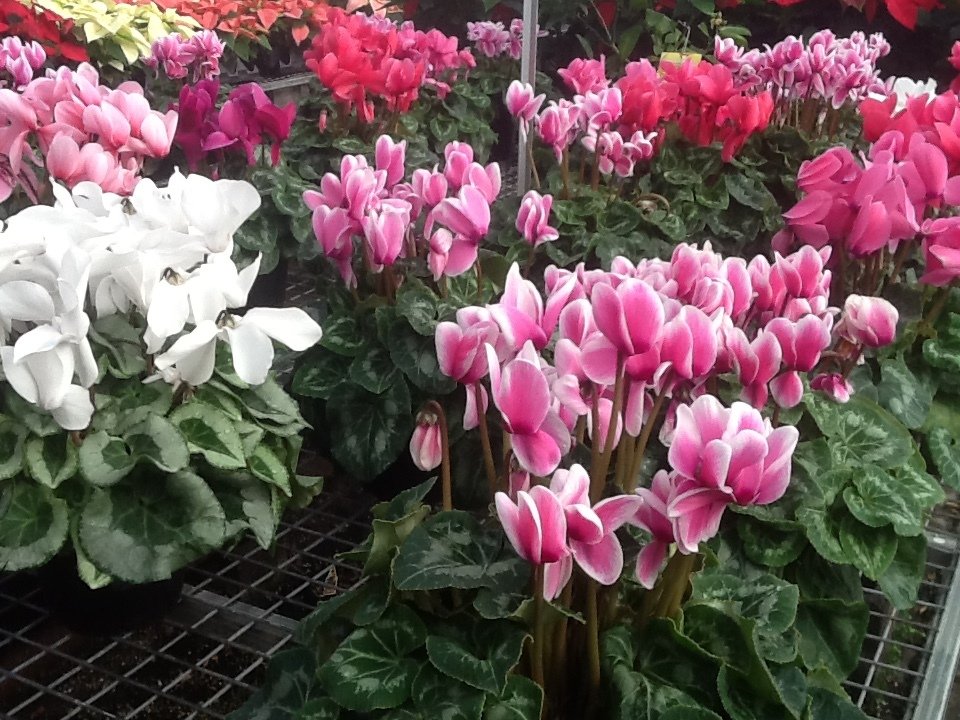 Bell Nurseries Inc Greenhouse North Haven, CT