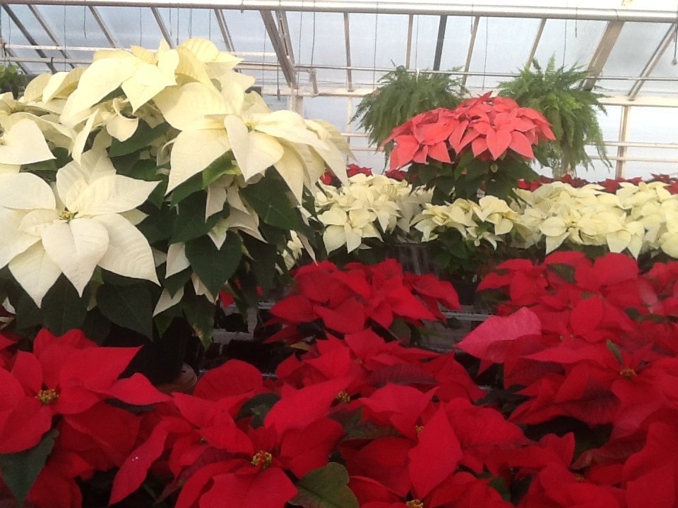 Bell Nurseries Inc Greenhouse North Haven, CT