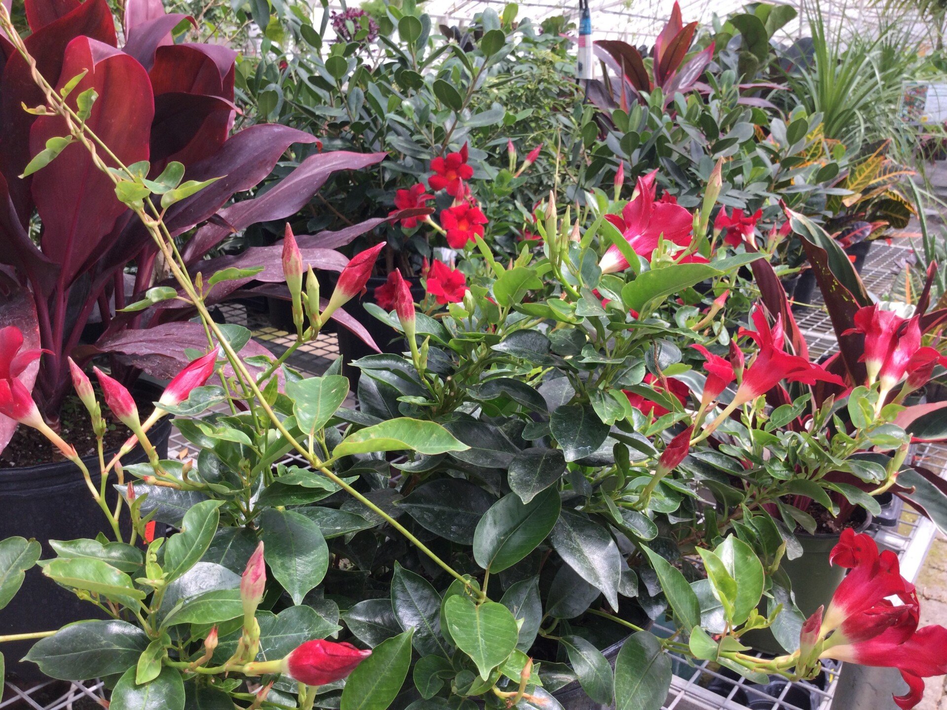 Bell Nurseries Inc Photo Gallery North Haven, CT