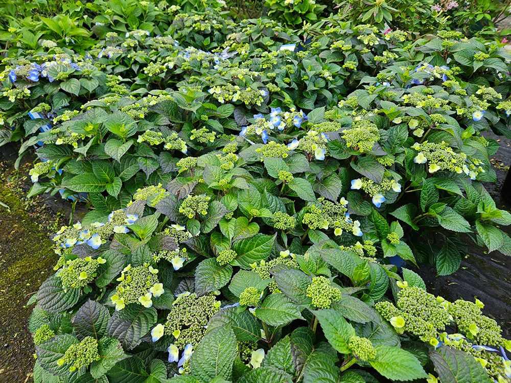 Bell Nurseries Inc Photo Gallery North Haven, CT