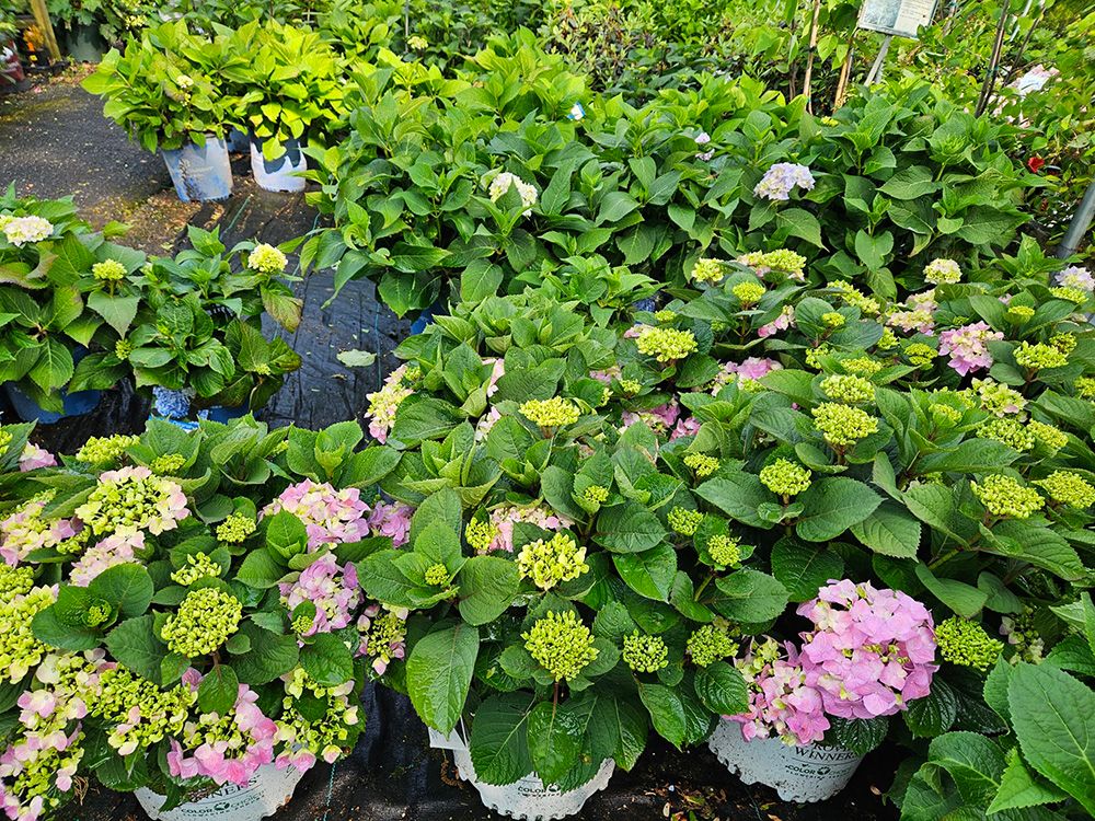 Bell Nurseries Inc Photo Gallery North Haven, CT