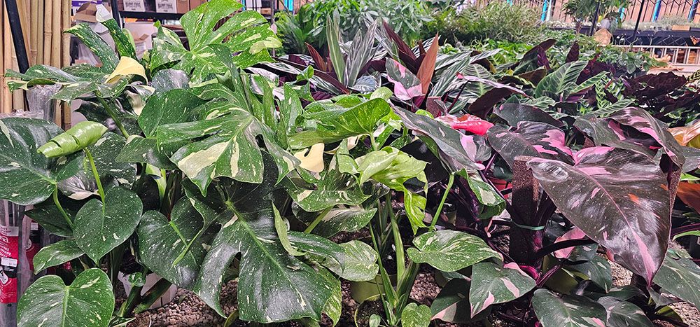 Garden Center Near Me | Deep Roots Garden Center
