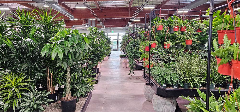 Garden Center Near Me | Deep Roots Garden Center