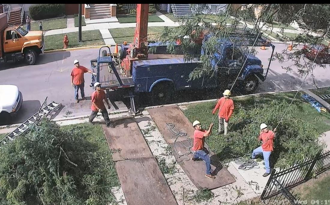 Gallery | Meca Tree Service