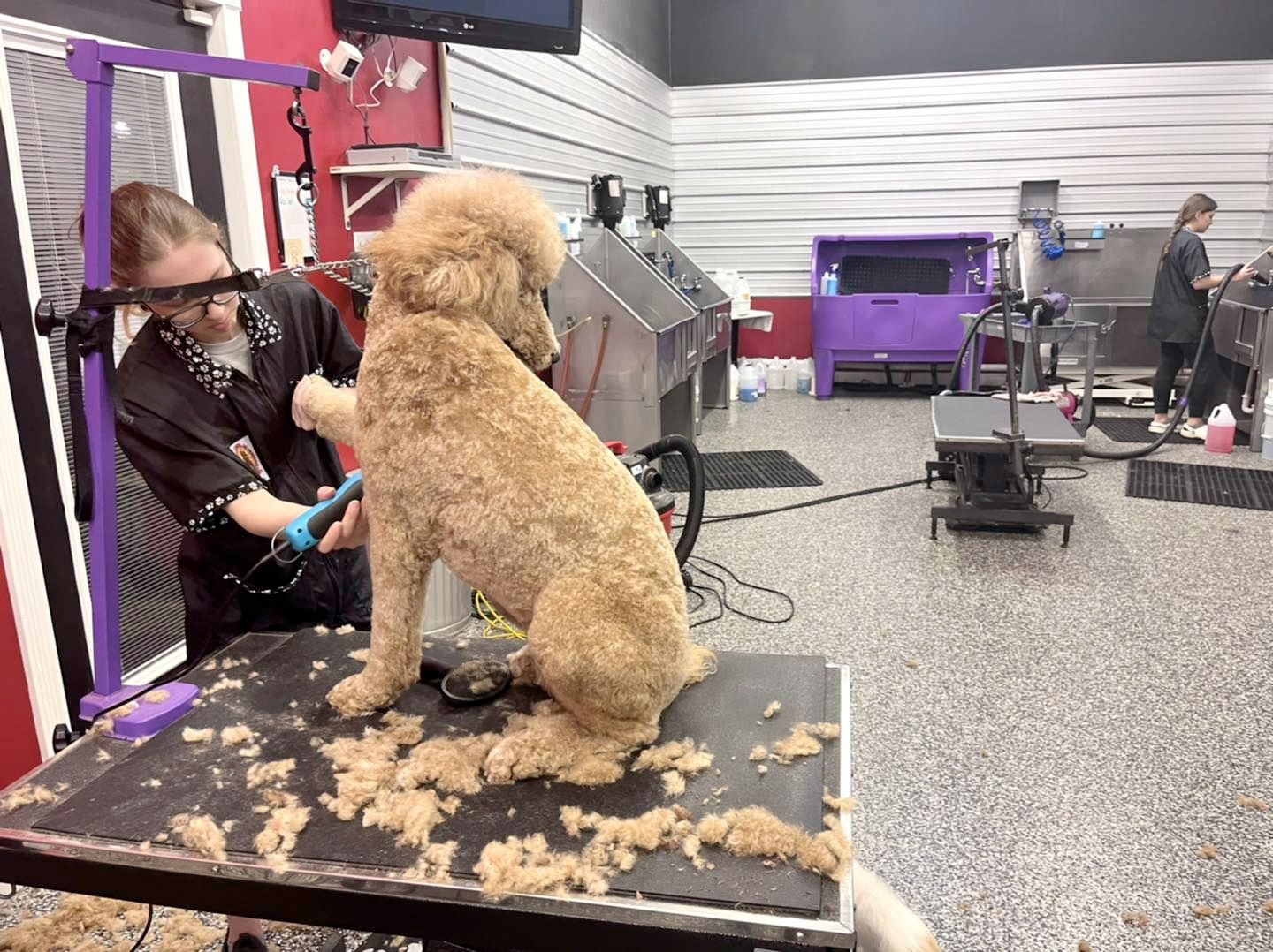 Dog Groomers Grooming School Of Indiana Greenwood, IN