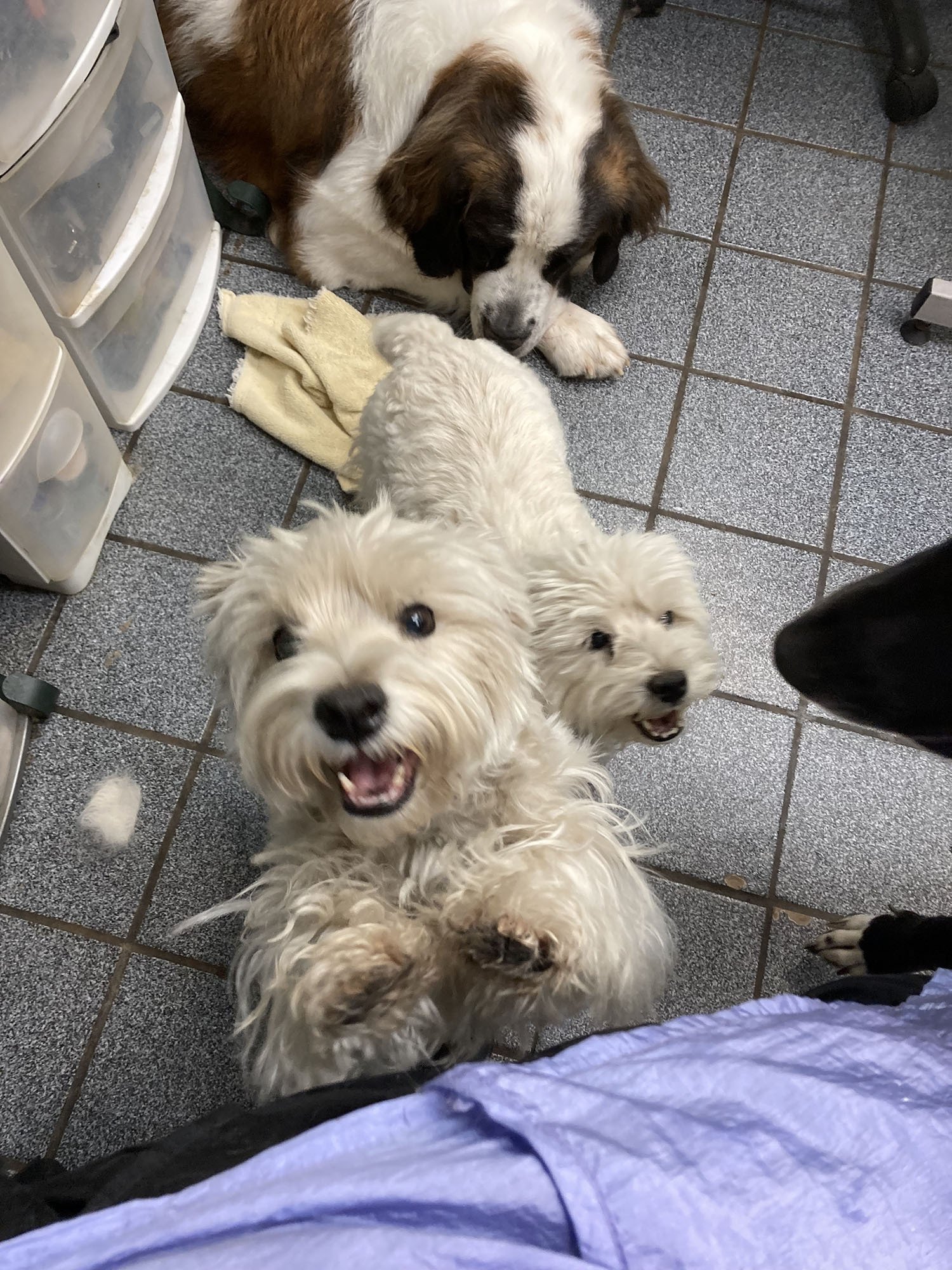 Pampered Paws Pet Grooming Services Lubbock, TX