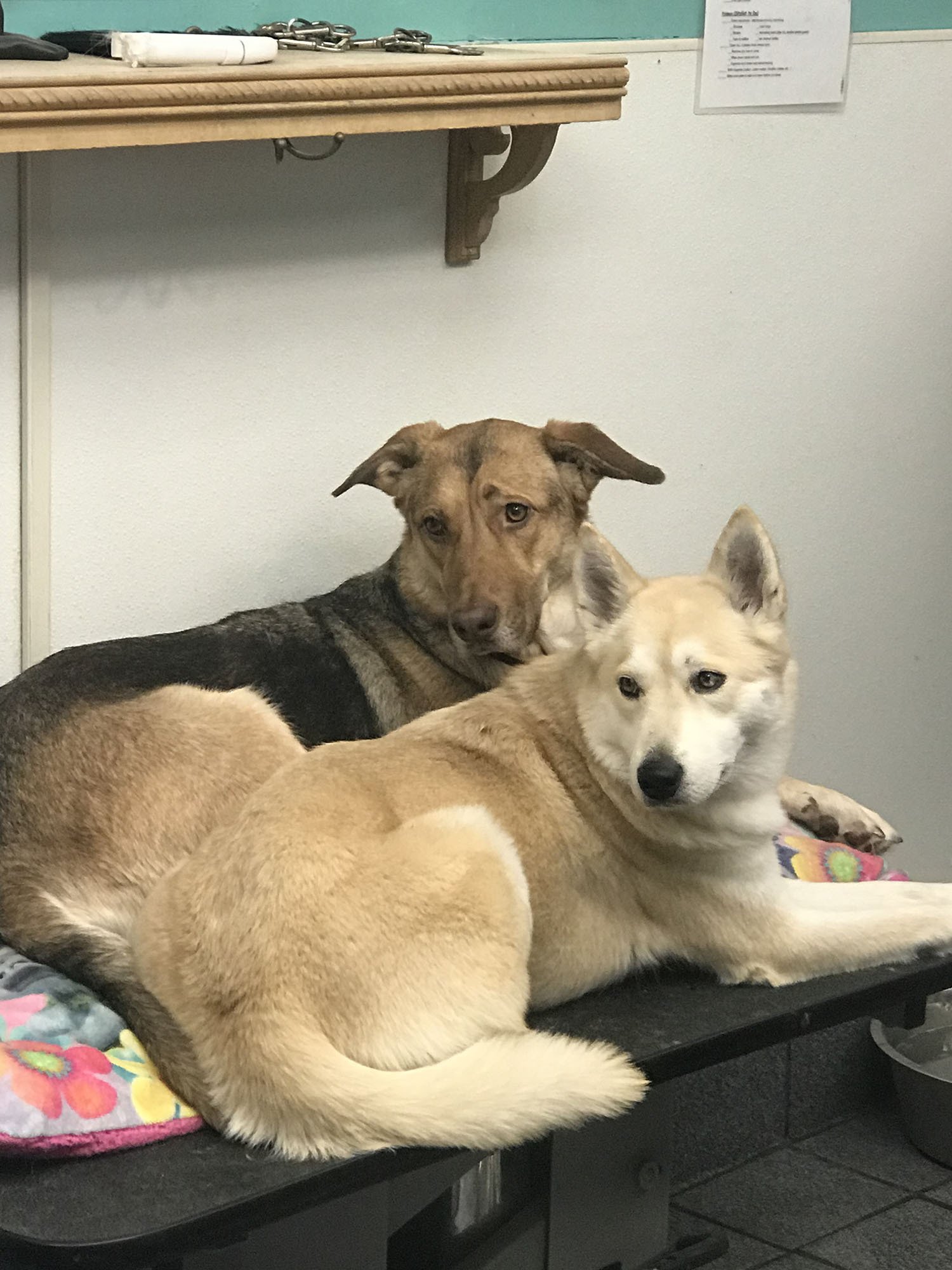 Pampered Paws Pet Grooming Services Lubbock, TX