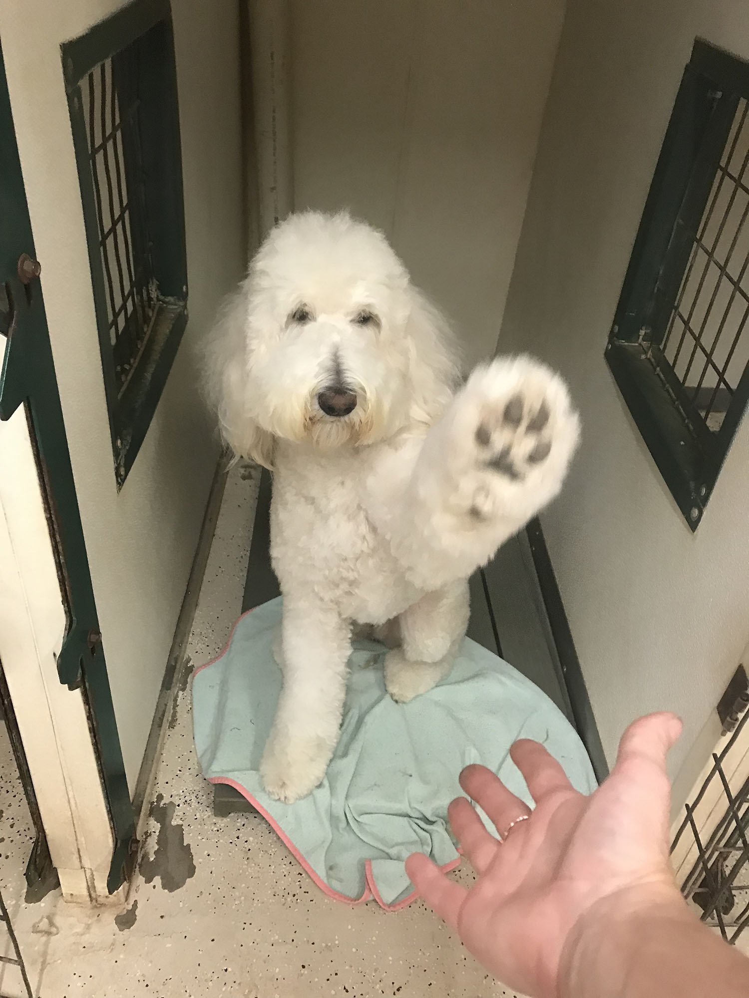 Pampered Paws Pet Grooming Services Lubbock, TX