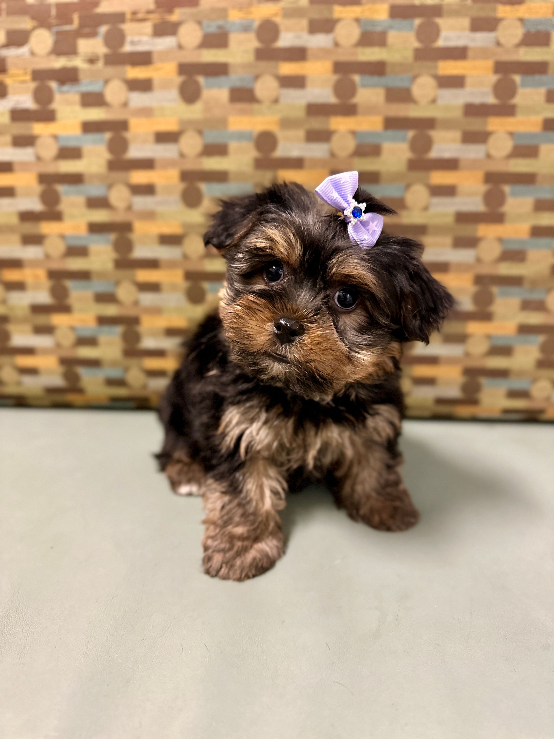 Love At First Sight Pet Center Hattiesburg, MS