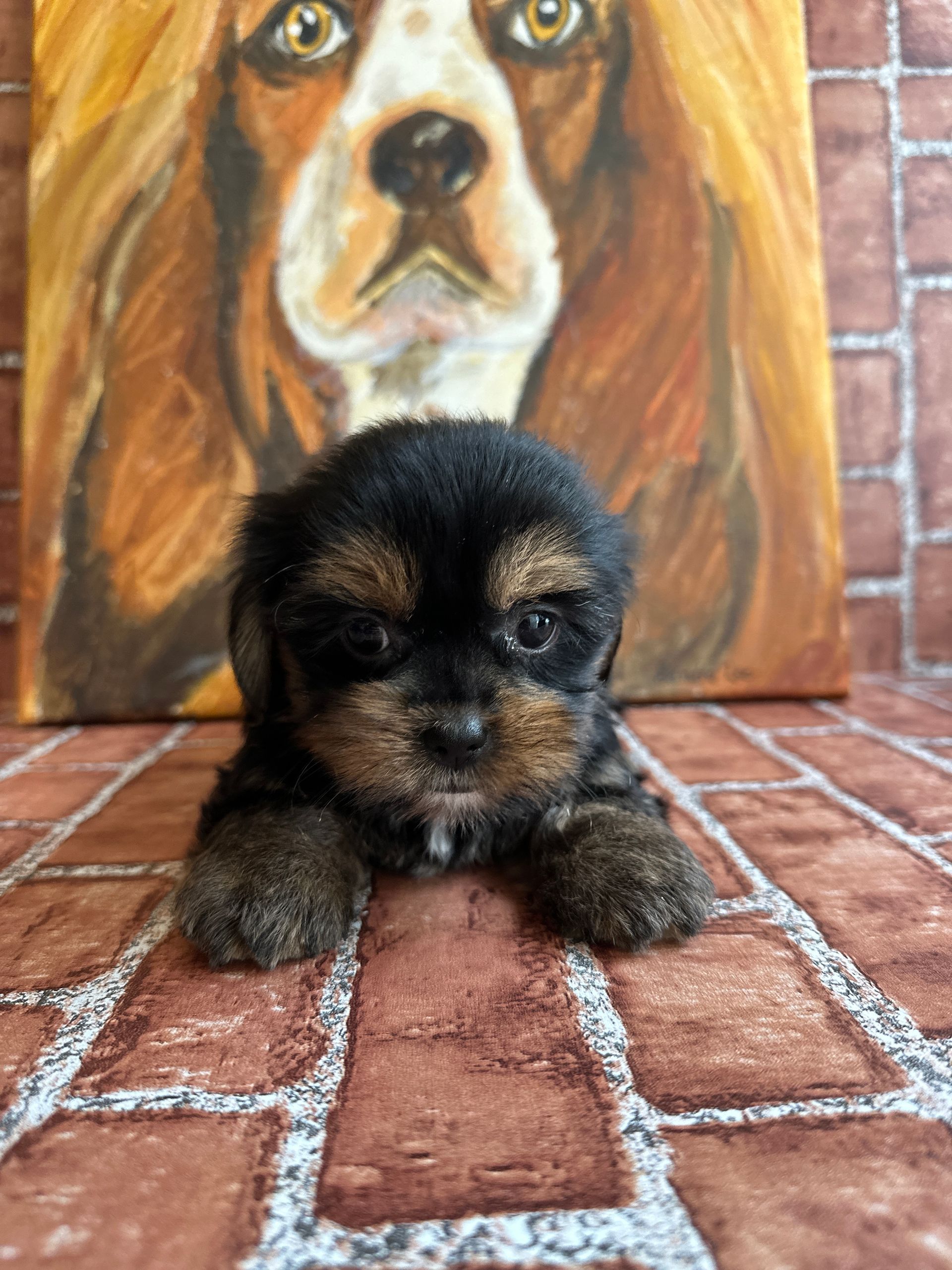Love At First Sight Pet Center Hattiesburg, MS