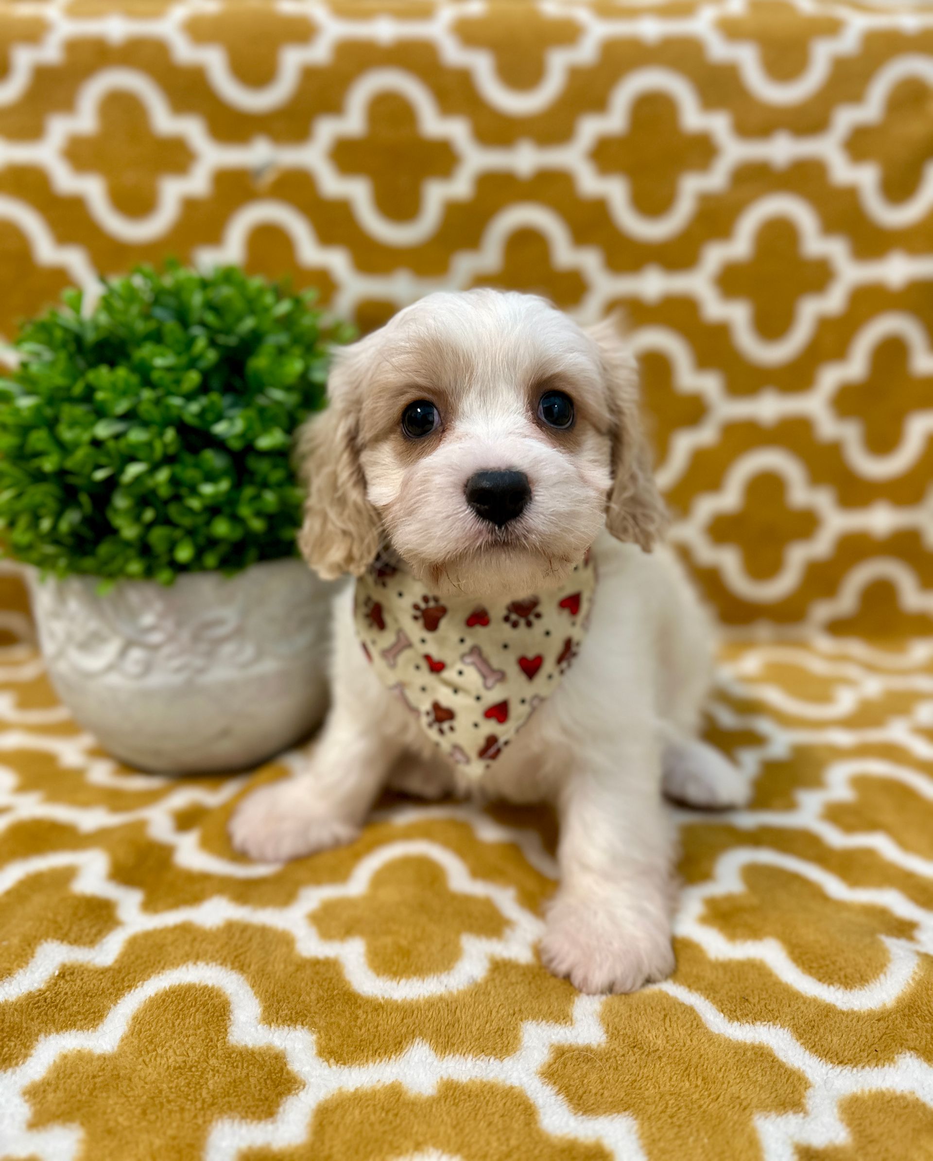 Love At First Sight Pet Center Hattiesburg, MS